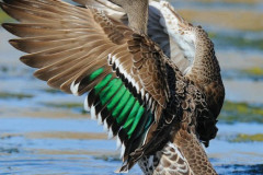 104-Yellow-billed-DuckA-Froneman