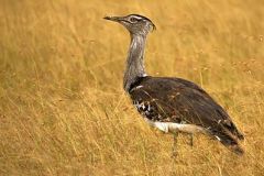 400px-Kori_Bustard_at_Maasai_Mara