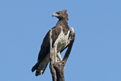 Martial_eagle_Polemaetus_bellicosus