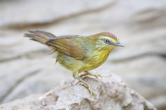 babbler