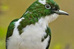 Klaas's Cuckoo