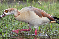 egyptian-goose