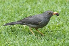 karoo-thrush
