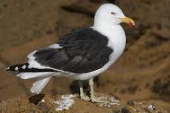 kelp-gull