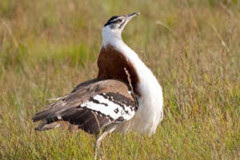 ludwigsbustard