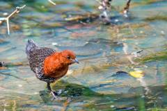 red-chested-flufftail