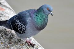 rock-dove