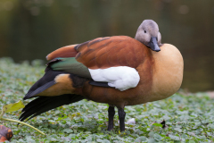 shelduck