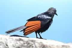 starling