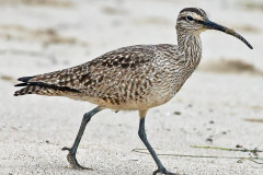 whimbrel